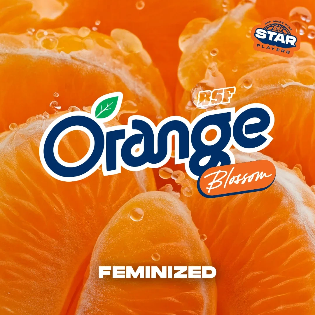 Orange Blossom - Imagem 3