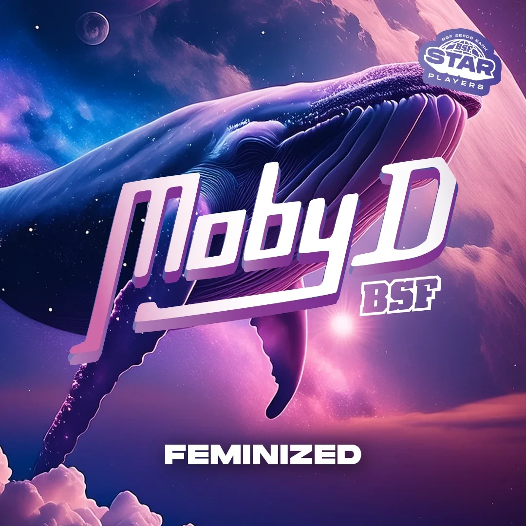 Moby-D - Imagem 5