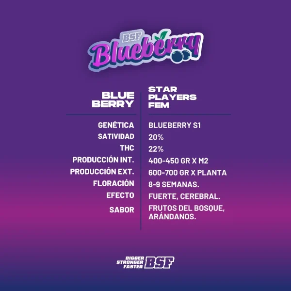 BlueBerry - BSF - Imagem 3