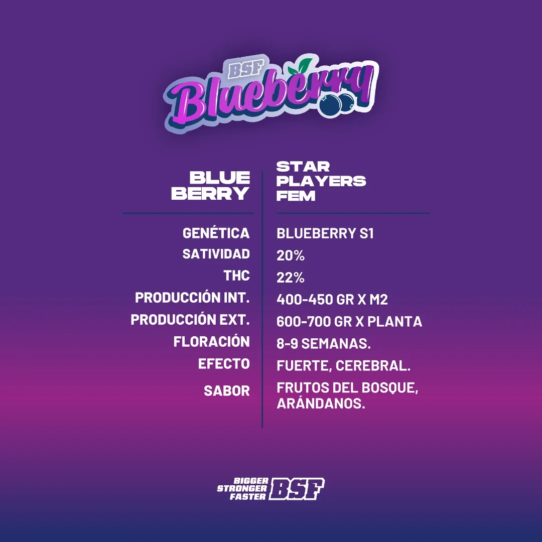 BlueBerry - BSF - Imagem 3