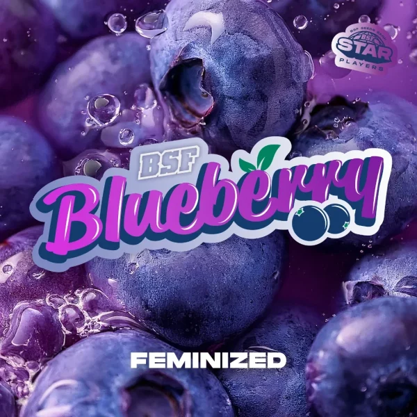 BlueBerry - BSF - Imagem 4