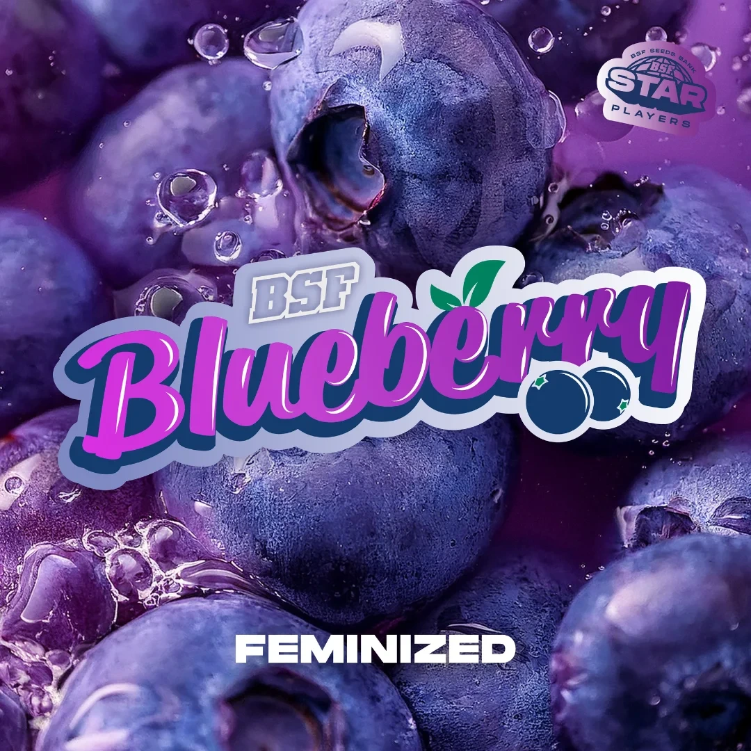 BlueBerry - BSF - Imagem 4