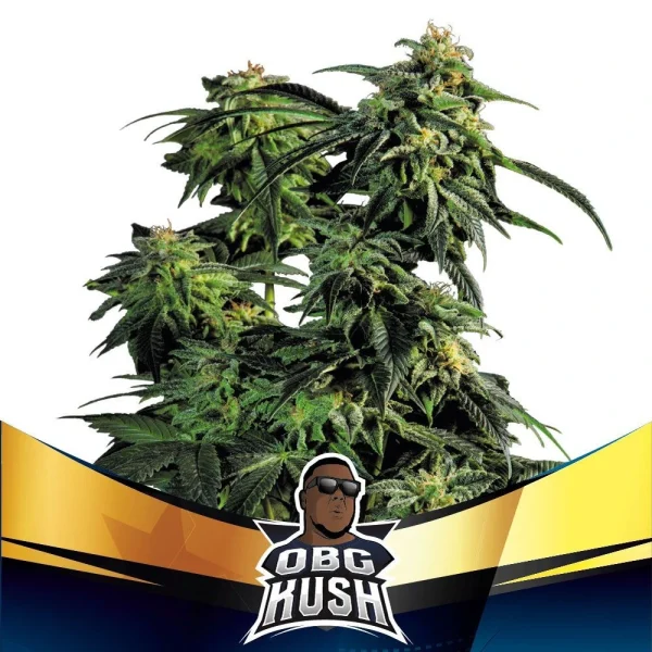 OBG Kush Faster Version - Imagem 5