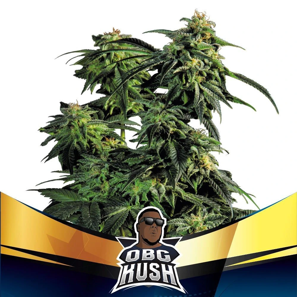 OBG Kush Faster Version - Imagem 5