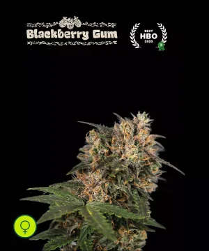 Blackberry Gum