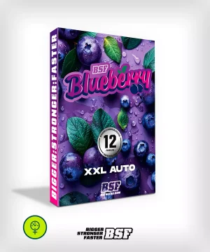 Blueberry Auto - BSF