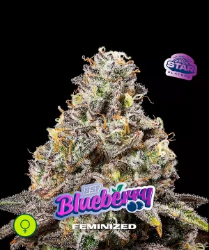 Blueberry - BSF