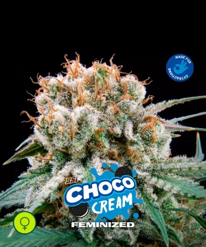 Choco Cream