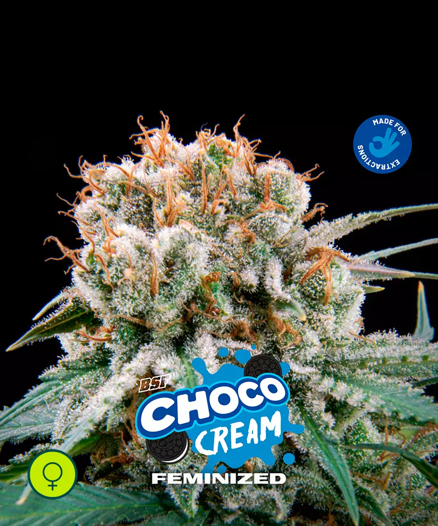 Choco Cream