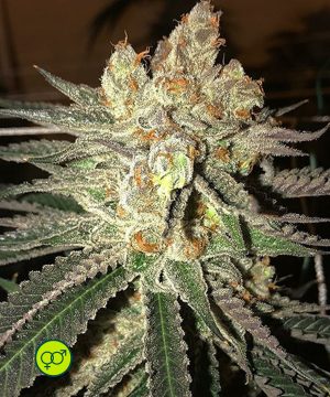 Citral Flo Bx1 - flower