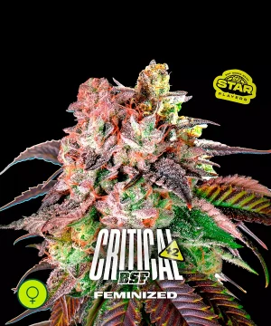 Critical +2