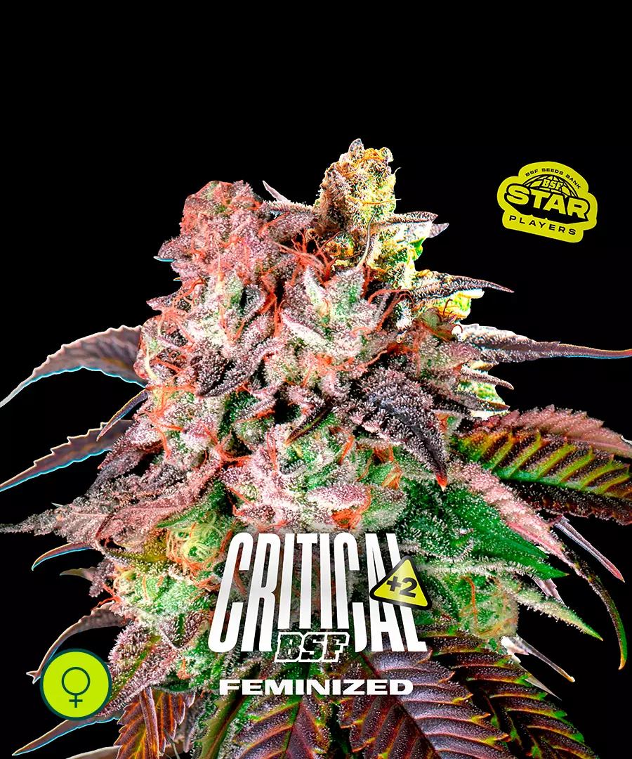 Critical +2