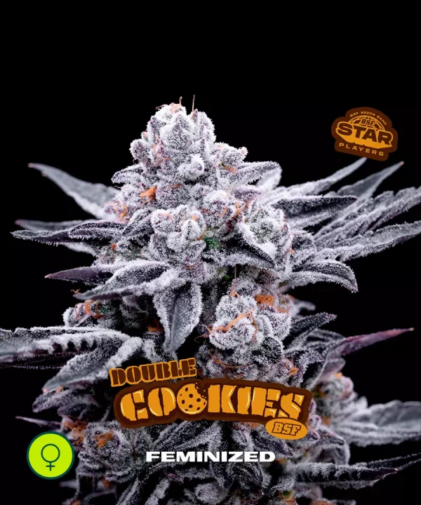 Double Cookies