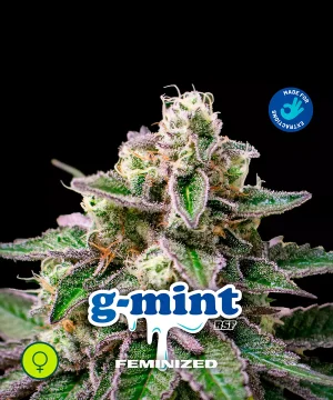 G Mints