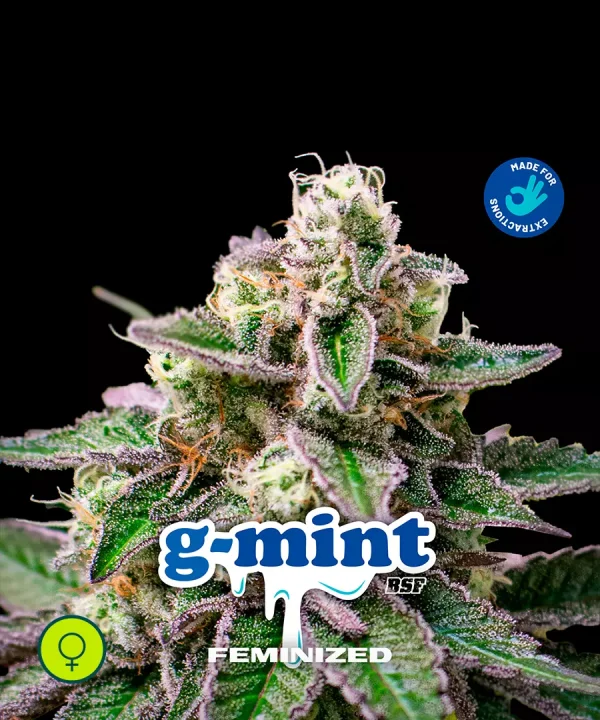 G Mints
