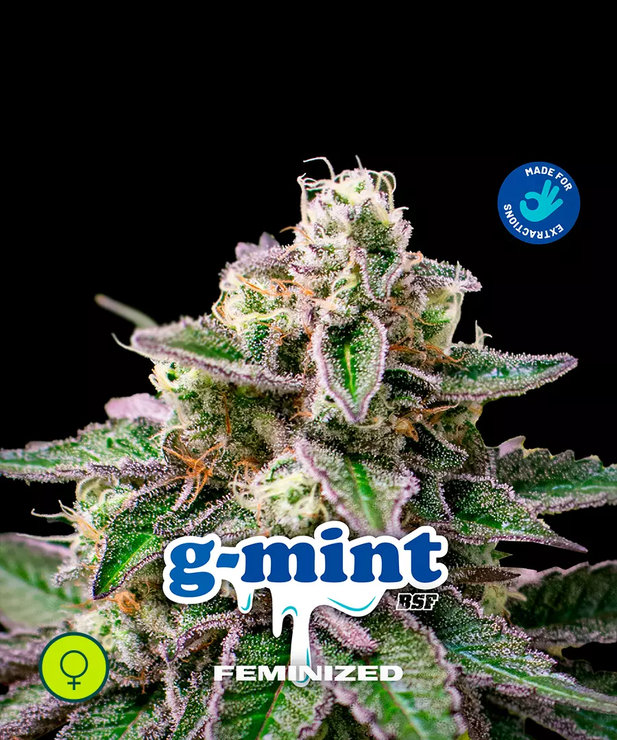 G Mints