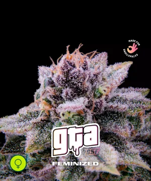 GTA