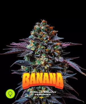 Gorilla Banana