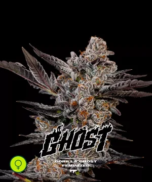 Gorilla Ghost