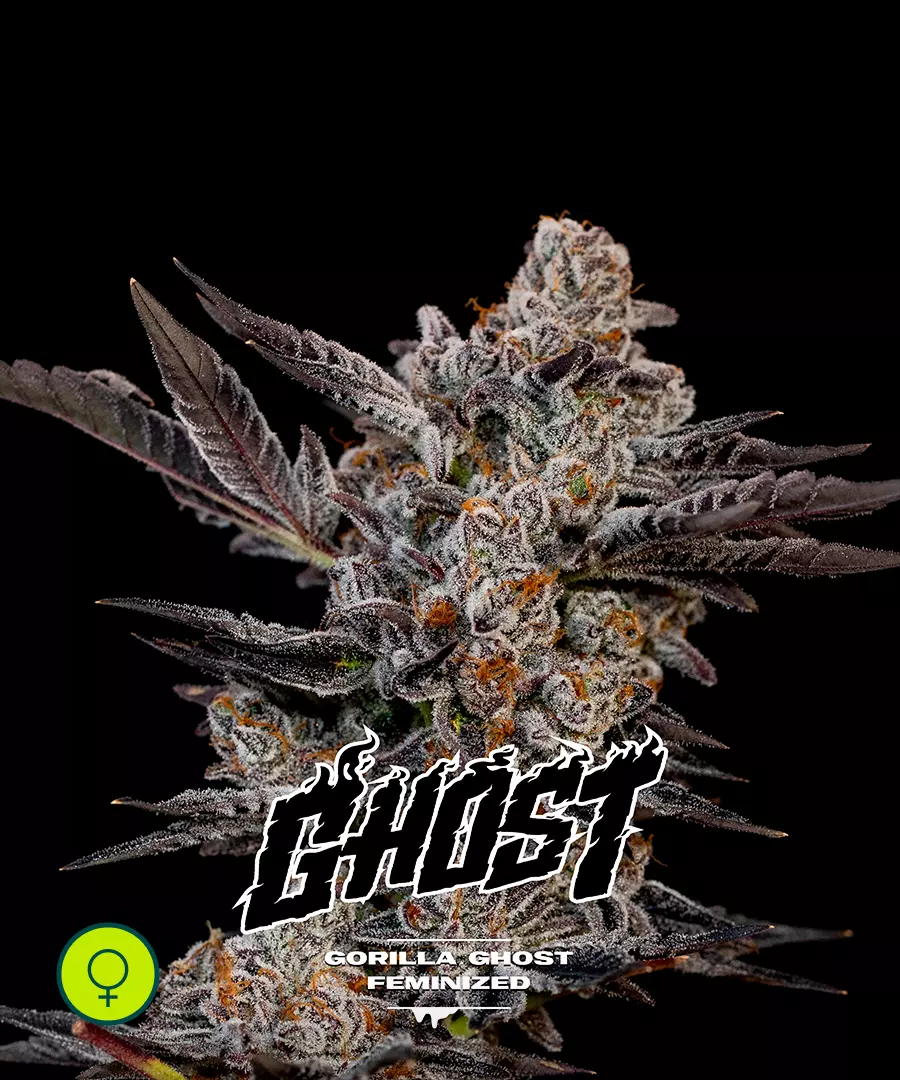 Gorilla Ghost