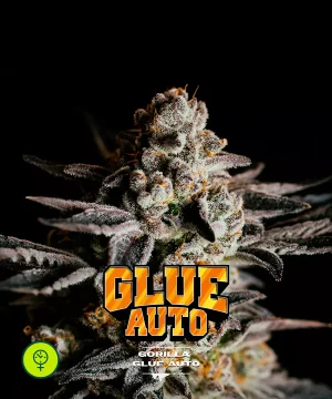 Gorilla Glue Auto