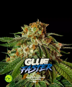 Gorilla Glue Faster Version