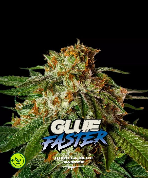 Gorilla Glue Faster Version