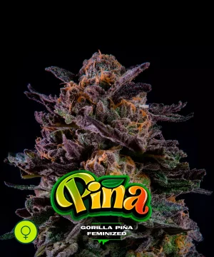 Gorilla Piña