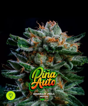 Gorilla Piña Auto