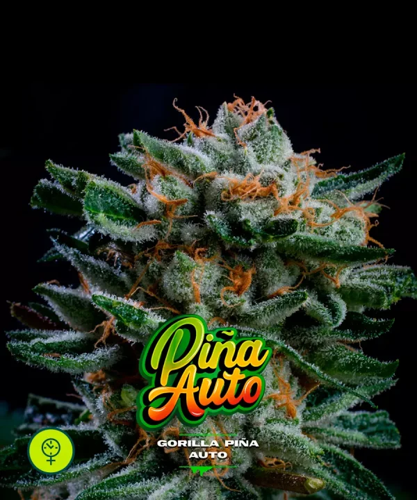 Gorilla Piña Auto