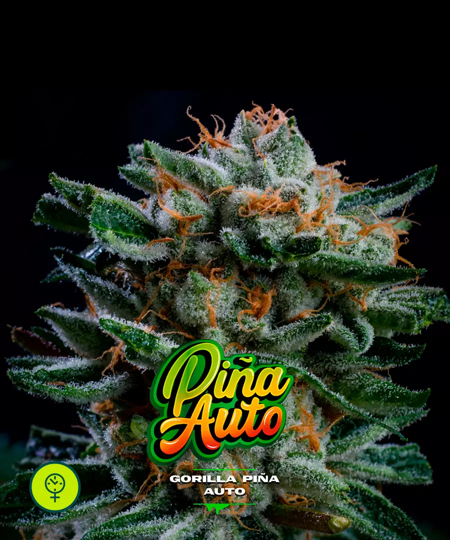 Gorilla Piña Auto