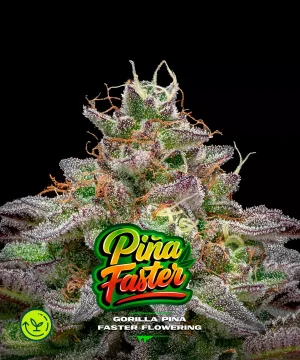 Gorilla Piña Faster Version
