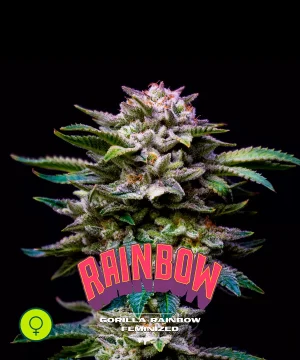 Gorilla Rainbow