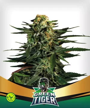 Green Tiger Faster Version