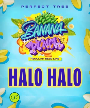 Halo Halo