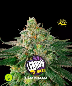 Lebron Haze