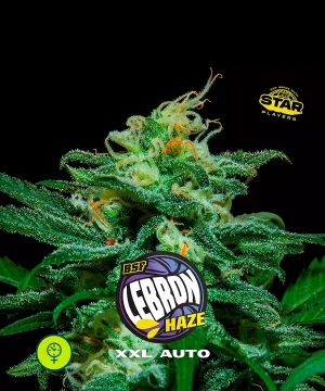 Lebron Haze Auto