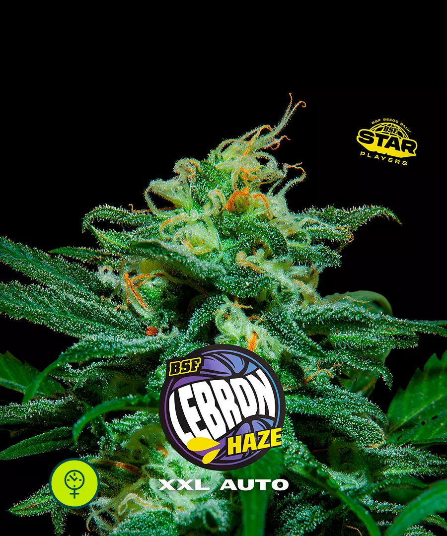 Lebron Haze Auto