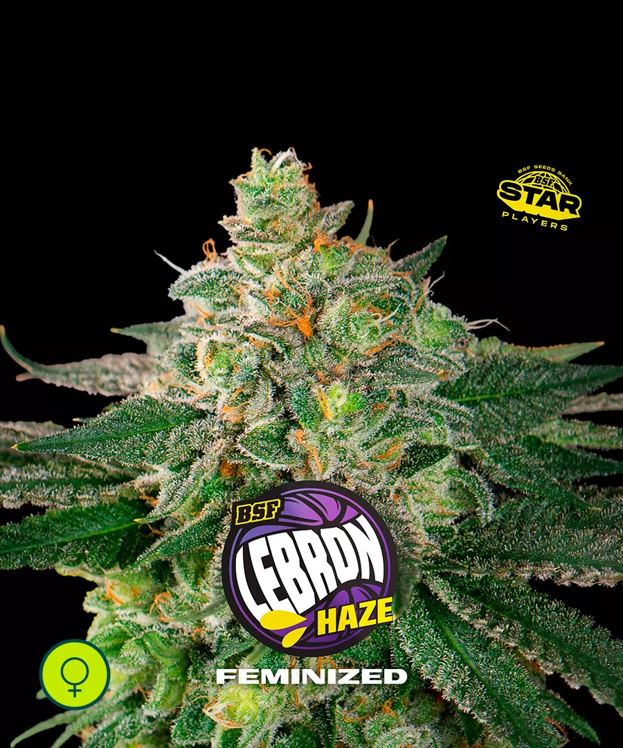 Lebron Haze
