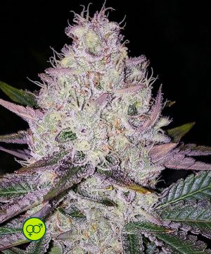 Lemon Berry Candy OG – flower Lemon Berry Candy OG - flower