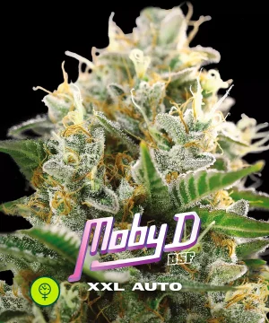 Moby-D XXL Auto