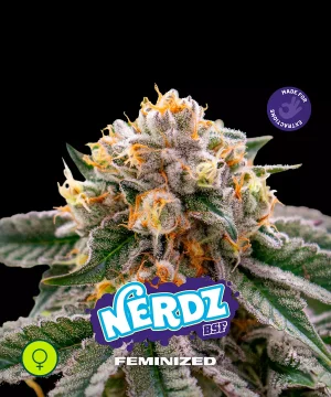 Nerdz