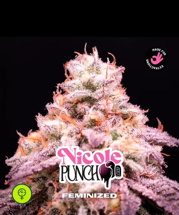 Nicole Punch