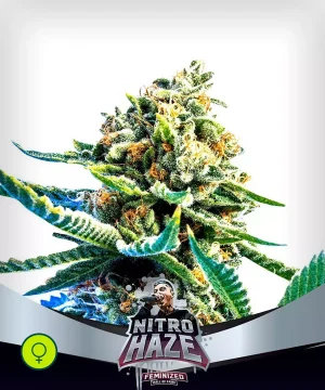 Nitro Haze