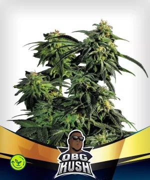 OBG Kush Faster Version