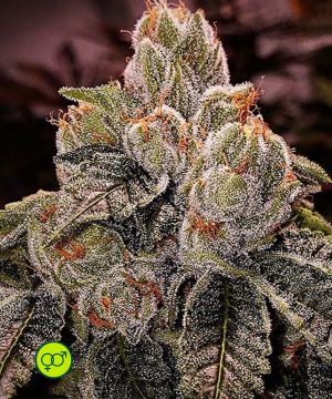 OGDLUX Bx3 – flower OGDLUX Bx3 - flower