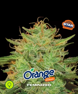 Orange Blossom