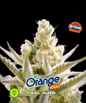 Orange Blossom XXL Auto