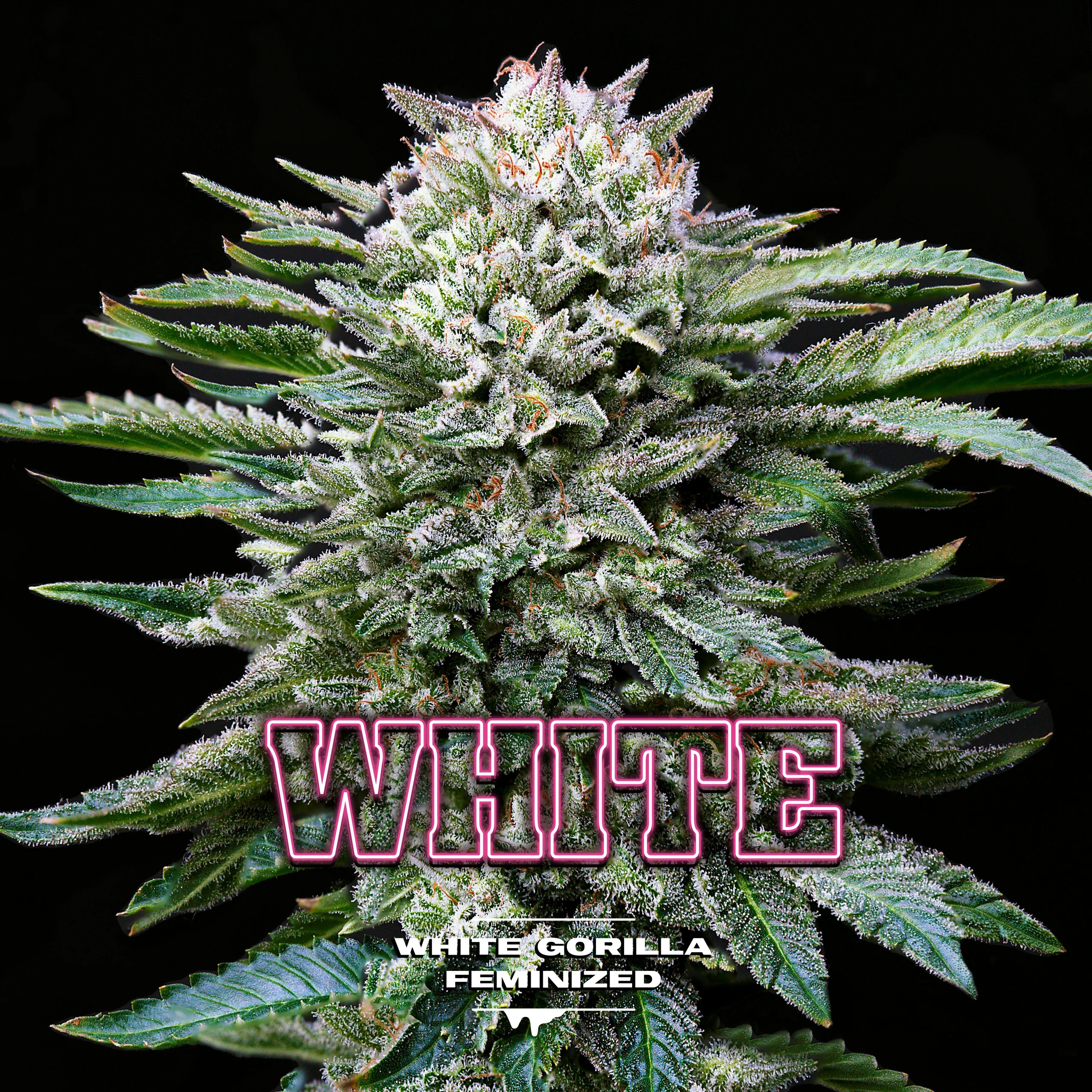 White Gorilla - Imagem 4