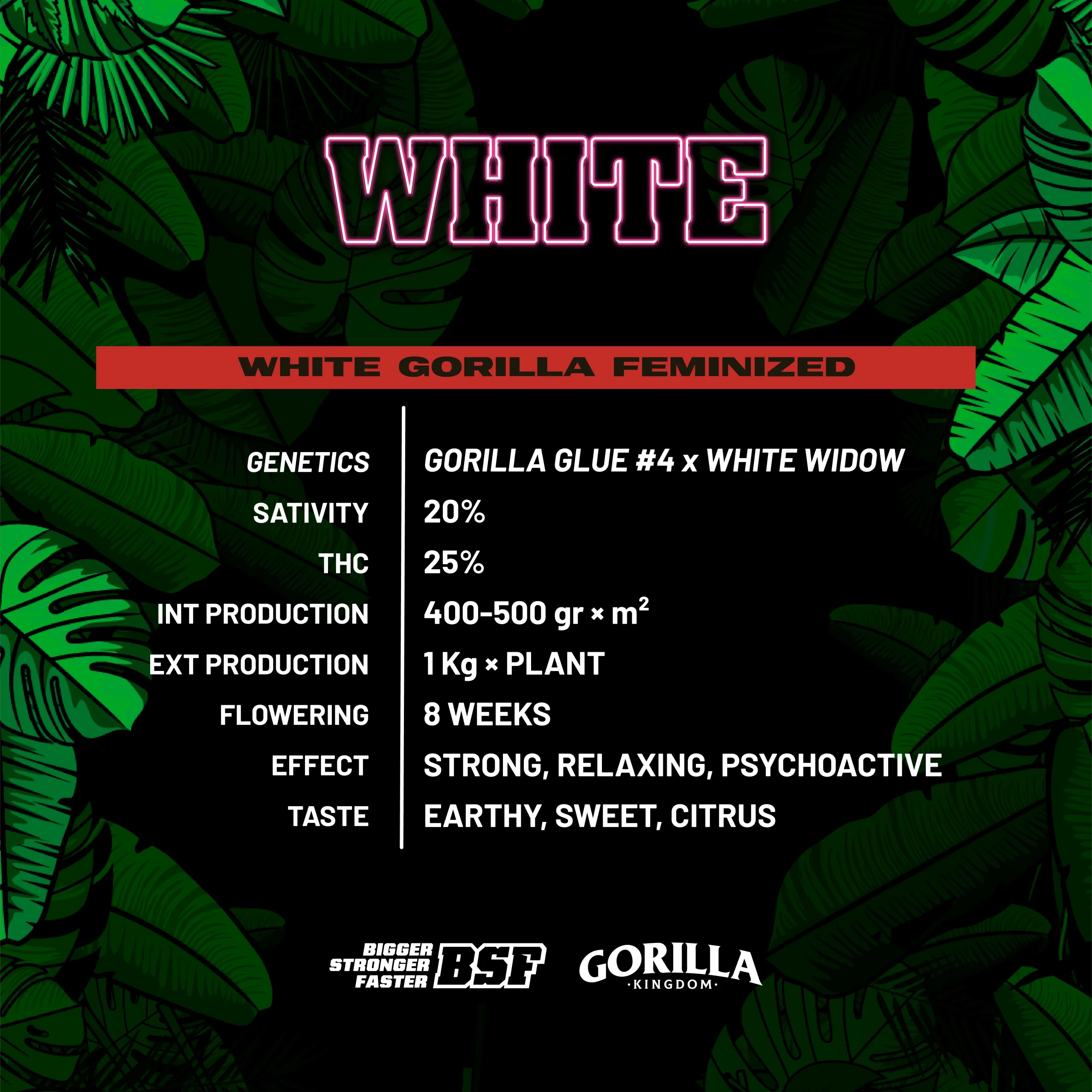 White Gorilla - Imagem 3